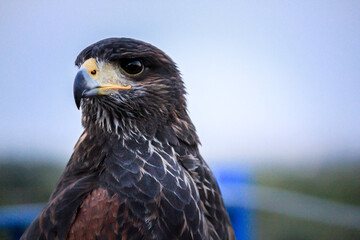 The golden eagle (Aquila chrysaetos)