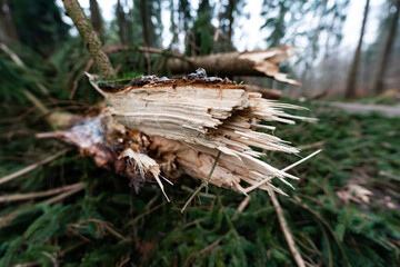 Umgefallener Baum durch Sturm