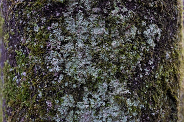 Baumstamm mit Flechten