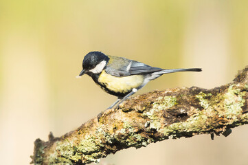Chapim Real, especie bastante comum em toda a Europa e Ásia.