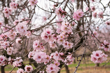 vista de cerca de las flores de un almendro , Prunus dulcis