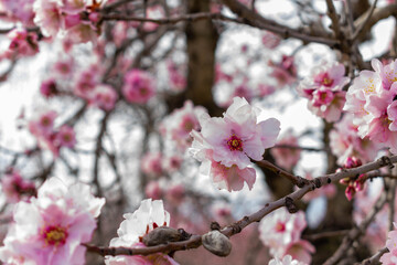 vista de cerca de las flores de un almendro , Prunus dulcis