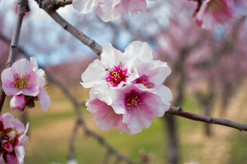 vista de cerca de las flores de un almendro , Prunus dulcis