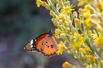 Sultan butterfly on plant ; Danaus chrysippus butterfly
