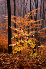 autumn foggy landscape in the middle of a wild deciduous forest. amazing multicolored leaves in the wild