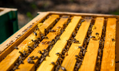 Selective focus on beehive with many honeycombs inside. Beehive with no lid. Closeup.