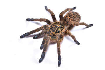 Close-up picture of the blue-foot baboon spider or trap-door tarantula Idiothele mira (Araneae: Theraphosidae) from KwaZulu-Natal, South Africa, photographed on white background. - obrazy, fototapety, plakaty