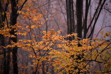autumn foggy landscape in the middle of a wild deciduous forest. amazing multicolored leaves in the wild