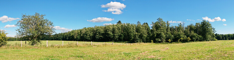 Weide im Sommer am Waldrand - Wiese mit Bäume Panorama