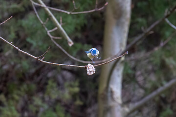 A blue tit at a feeding place on a branch in winter