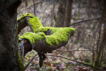 thick mossy branch of tree in forest against blurred background