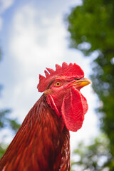 Rhode Island Red Rooster