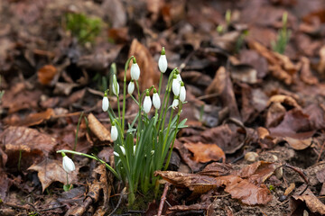 Wild snowdrops bloom among old leaves in the forest