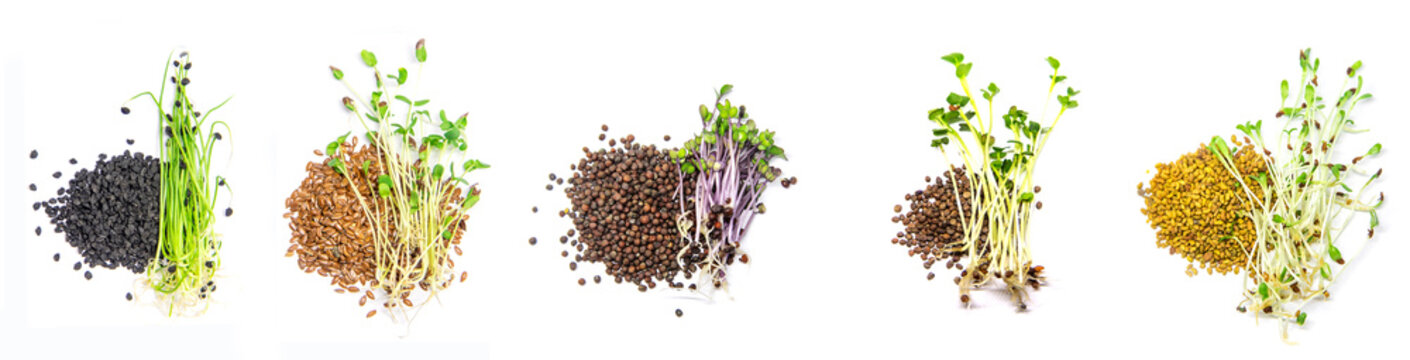 Collage of different microgreens on a white background. Selective focus.