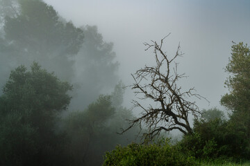 Fototapeta na wymiar A Foggy Forest Scenery