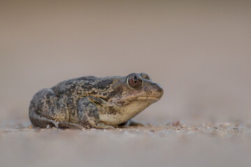 Eastern spadefoot toad (Pelobates syriacus) lying on the sand. Isolated on light background