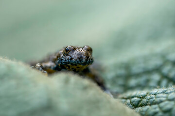 Close up frontal view of Yellow-bellied toad (Bombina variegata) sitting on green leaf isolated on light background. Macro shot