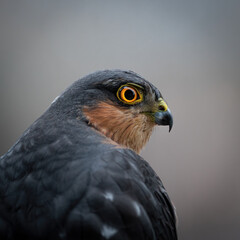 Close up portrait view of Eurasian sparrowhawk (Accipiter nisus) isolated on light background