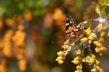 mariposa de color naranja