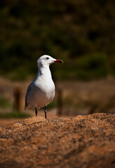 Siempre pensé que los animales posan, y esta gaviota Audouin lo hace con una elegancia en la roja arena de la playa de Binimel-la, que enamora y llena la imagen