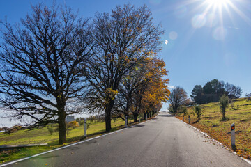 Carretera con arboles en otoño