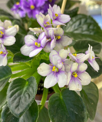 Naklejka na ściany i meble Violet flowers with green leaves
