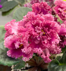 Violet flowers with green leaves