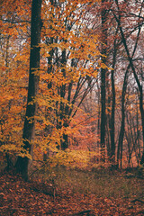 autumn foggy landscape in the middle of a wild deciduous forest. amazing multicolored leaves in the wild