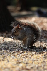 squirrel eating nut