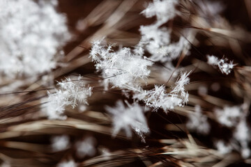 beautiful fragile white snowflakes lie on the fur hairs on the hat