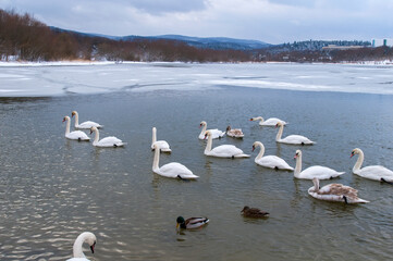 white swans come ashore near the winter forest