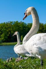 pair of swans with little swans
