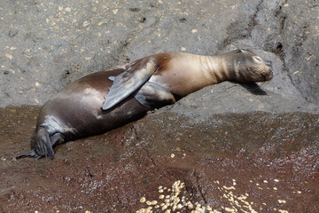 Sea lion (Zalophus wollebaeki) sleeping on a rock in Galapagos Islands, Ecuador