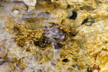 Underwater crab, Southern Italy, Apulia