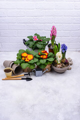 Spring gardening concept with blooming flowers