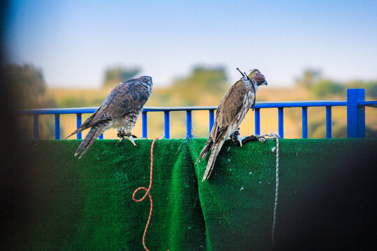 Birds of prey, falconry exhibition