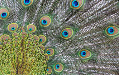 Obraz premium peacock fine feathers background