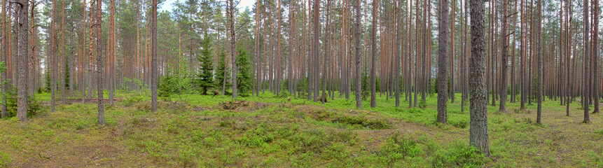 panorama with blueberry bushes between pines