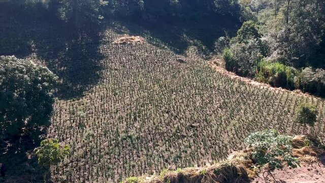 Aerial view over a plantation of Aloe vera