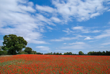 Obraz na płótnie Canvas Scenic View Of Field Against Sky