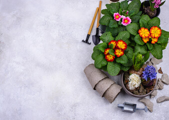 Spring gardening concept with blooming flowers