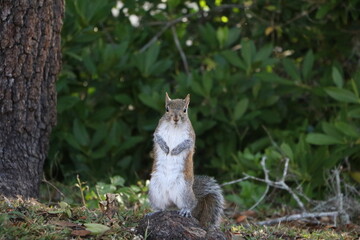 Sciurus carolinensis, Florida USA