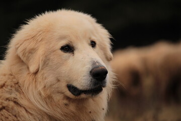 chien patou de berger