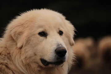 chien de rapport de berger patou