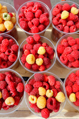Red and yellow raspberries are collected in plastic cups on the counter.