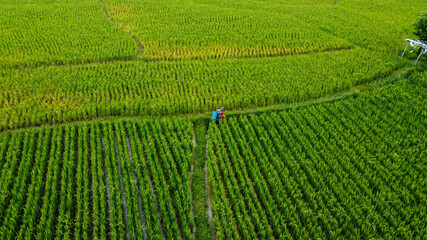 Aerial view of senior farmer are in the fields Bogor - Indonesia. 