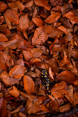 salamander walking through the beech forest. Caudata amphibian reptile on colored leaves in rainy weather