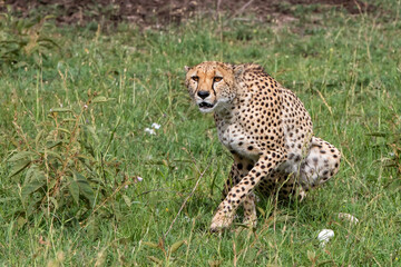 Cheetah male walking on the green plains after some rains in the Masai Mara Game Reserve in Kenya