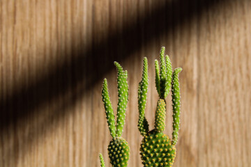 cactus in sun with wooden background