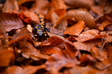 salamander walking through the beech forest. Caudata amphibian reptile on colored leaves in rainy weather